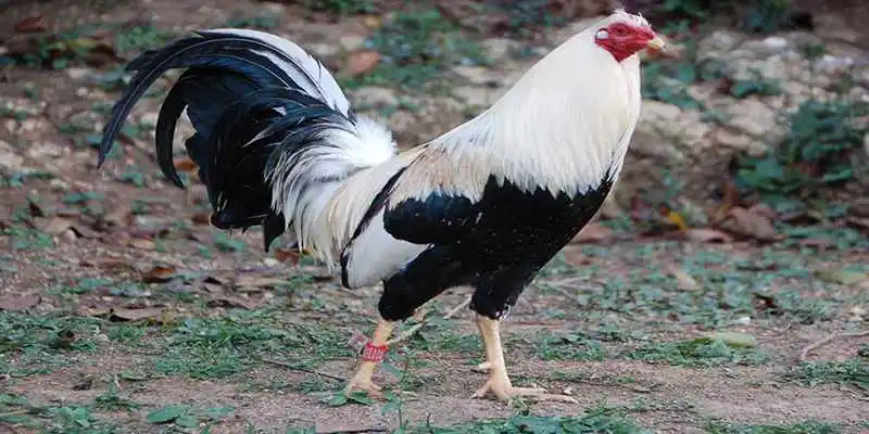 Gà Mỹ - Tốc độ, linh hoạt và kỹ năng chiến đấu mãnh liệt