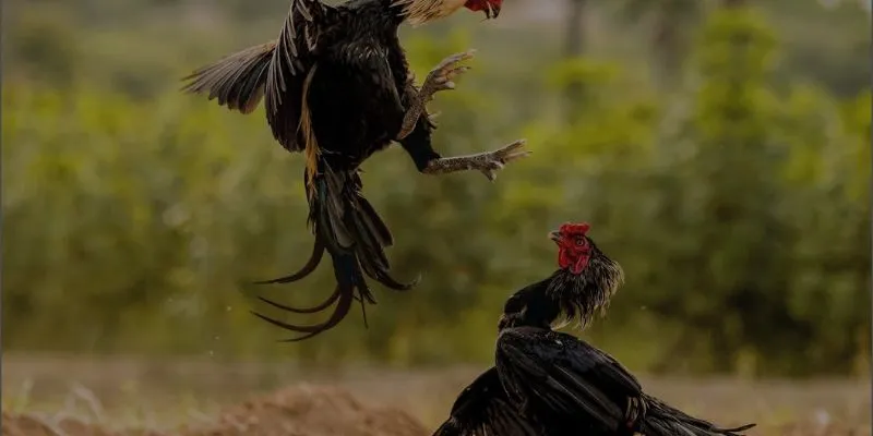 Cùng khám phá những cách chăm sóc gà đá luôn khỏe mạnh