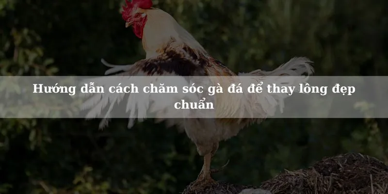 Biết cách chăm sóc gà đá để để học hỏi và khám phá.