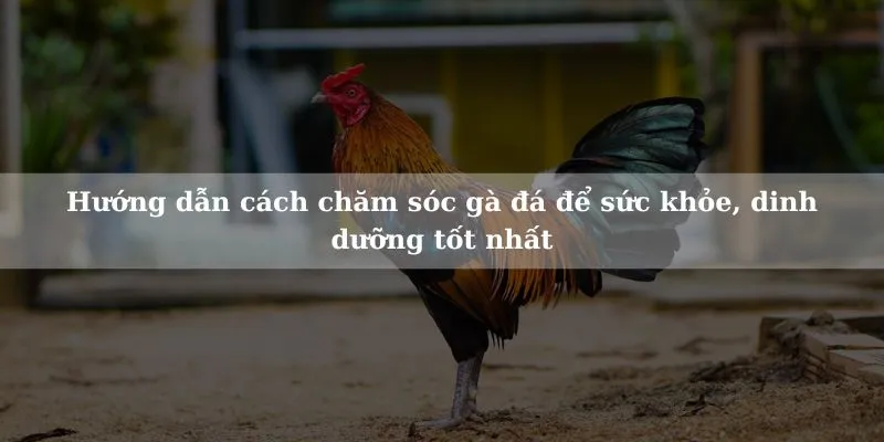 Hãy cùng khám phá để trở thành một nghệ nhân nuôi gà đá