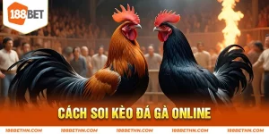 Cách soi kèo đá gà online
