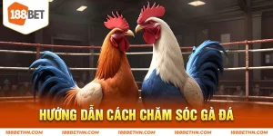 Hướng dẫn chăm sóc gà đá