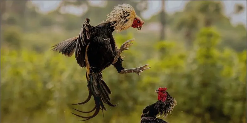 Kinh nghiệm chơi cược đá gà hỗ trợ giành chiến thắng