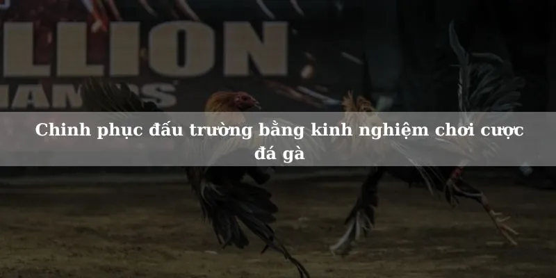 Trở thành cao thủ bằng các kinh nghiệm chơi cược đá gà