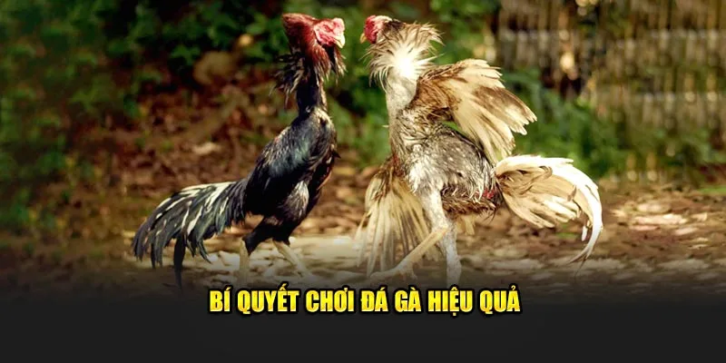 Mẹo hay chơi đá gà hiệu quả