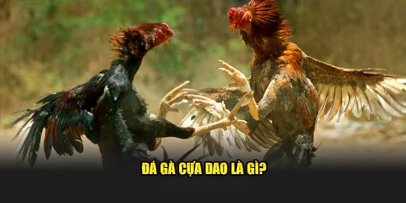 Đá gà cựa dao là gì