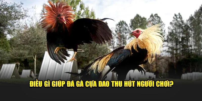 Điều gì giúp đá gà cựa dao thu hút người chơi